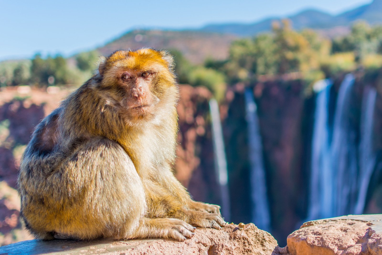 A_monkey_of_the_Atlas_in_Ouzoud_waterfalls-scaled